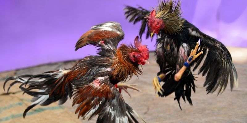 ee 88 KM Game Bài 3d