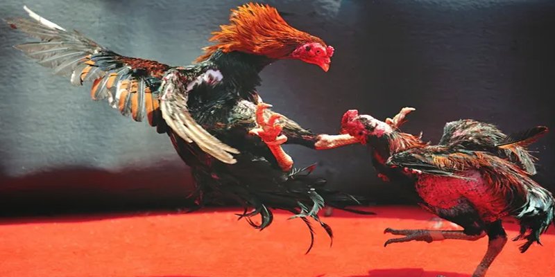 ee 88 bắn cá h5 chơi ngay