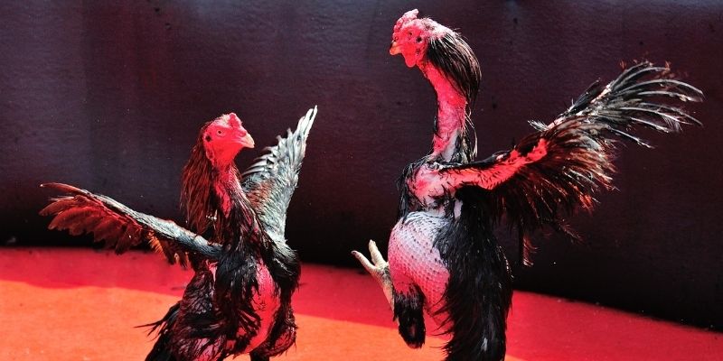 ee 88 thị trường baccarat là gì