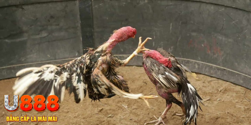 ee 88 đăng nhập tiến lên miền nam số 1